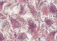 Blätter lila (Lawn) Blätter lila (Lawn)