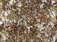 Zweige gelb (Lawn) Zweige gelb (Lawn)