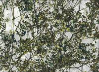 Zweige grün (Lawn) Zweige grün (Lawn)