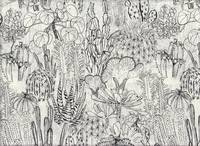 Kakteen weiß (Lawn) Kakteen weiß (Lawn)