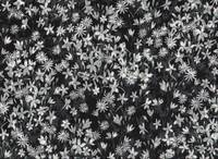 Blumenwiese schwarz Blumenwiese schwarz