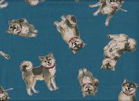 Shiba Inu blau Shiba Inu blau