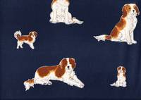 Kooikerhondje navy Kooikerhondje navy
