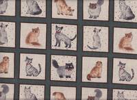 Katzen graugrün Katzen graugrün