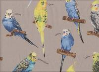 Parakeet gray Parakeet gray