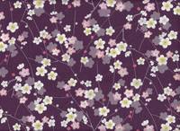Ume lila Ume lila