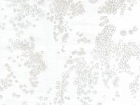 nani IRO Lei nani D nani IRO Lei nani D