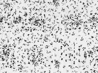 nani IRO hasard LINEN Snow white nani IRO hasard LINEN Snow white