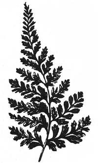 Stempel Farn Stempel Farn