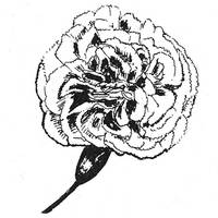 Stempel Nelke Stempel Nelke