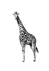 Stempel Giraffe Stempel Giraffe