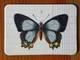 Magnet Butterflies 07 Magnet Butterflies 07