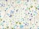 Blumenwiese blau Blumenwiese blau