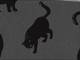 Katzen groß grau Katzen groß grau