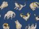 Katzen blau Katzen blau
