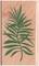 Stempel Palmwedel Stempel Palmwedel