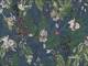 Wildflower blue Wildflower blue