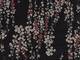 Wachstuch Sakura Wellen schwarz Wachstuch Sakura Wellen schwarz
