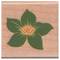 Stempel Seerose Stempel Seerose