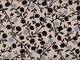 Ranken natur Ranken natur