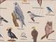 Wachstuch Bird Encyclopedia natur Wachstuch Bird Encyclopedia natur