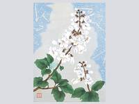 Noboru Sakai. Postkartenbuch Noboru Sakai. Postkartenbuch