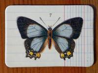 Magnet Butterflies 07 Magnet Butterflies 07
