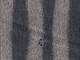 Blumen Streifen grau Jacquard Blumen Streifen grau Jacquard
