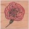Stempel Nelke Stempel Nelke