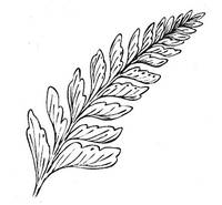 Stempel Farn Stempel Farn