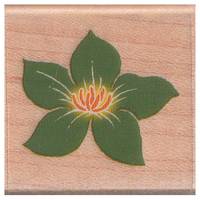 Stempel Seerose Stempel Seerose