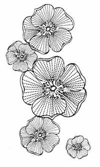 Stempel Blüten Stempel Blüten