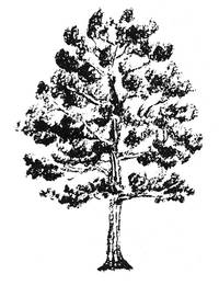 Stempel Baum Stempel Baum