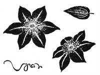 Stempelset Clematis Stempelset Clematis