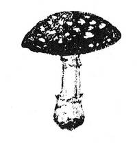 Stempel Fliegenpilz Stempel Fliegenpilz