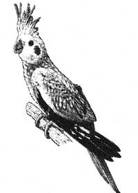 Stempel Papagei Stempel Papagei