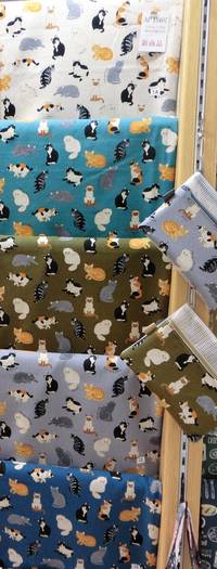 Katzen türkis Katzen türkis