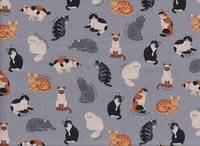Katzen grau Katzen grau