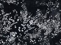 nani IRO Lei nani noir LINEN nani IRO Lei nani noir LINEN